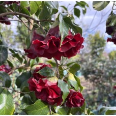 Camellia japonica - Japanese Camellia