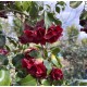 Camellia japonica - Japanese Camellia