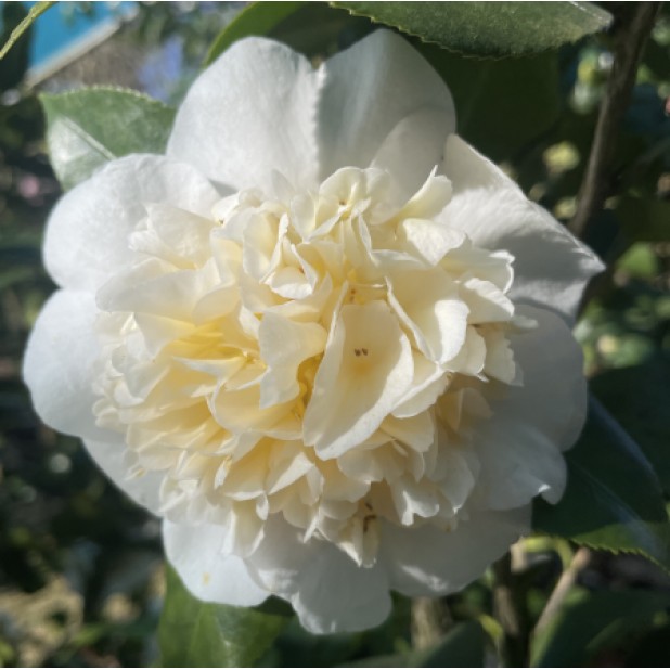 Camellia japonica - Japanese Camellia