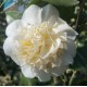 Camellia japonica - Japanese Camellia