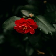 Camellia japonica - Japanese Camellia