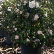 Camellia sasanqua 'Hiryu', 'Plantation Pink', 'Jennifer Susan', 'Setsugekka', 'Pure Silk' + Many other varieties