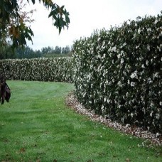 Camellia sasanqua 'Hiryu', 'Plantation Pink', 'Jennifer Susan', 'Setsugekka', 'Pure Silk' + Many other varieties