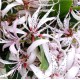 Calodendrun capense - Cape Chestnut Calodendrun capense - Cape Chestnut