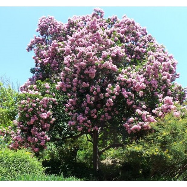 Calodendrun capense - Cape Chestnut Calodendrun capense - Cape Chestnut