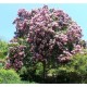 Calodendrun capense - Cape Chestnut Calodendrun capense - Cape Chestnut