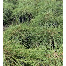 Casuarina glauca 'Cousin It'- Ground Cover