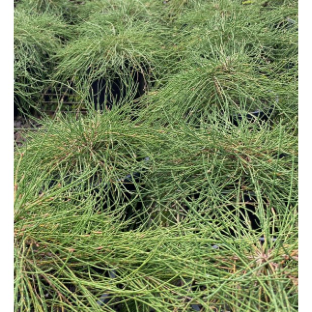 Casuarina glauca 'Cousin It'- Ground Cover
