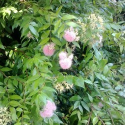 How to Choose the Right Lilly Pilly For You + Care Tips