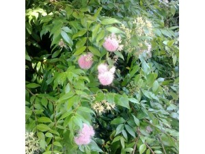 How to Choose the Right Lilly Pilly For You + Care Tips