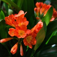 Clivia miniata - Kaffir Lily, bush Lily, Clivia
