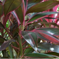 Cordyline 'Stricta', 'Electric Pink', 'Rubra' 'Red Star', 'Kiwi', 'Glauca', 'Pink Diamond', 'Negra', 'Torbay Dazzler', 'Red Sensation'