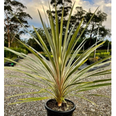 Cordyline 'Stricta', 'Electric Pink', 'Rubra' 'Red Star', 'Kiwi', 'Glauca', 'Pink Diamond', 'Negra', 'Torbay Dazzler', 'Red Sensation'