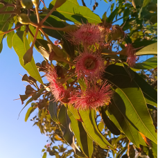 Corymbia ficifolia varieties - 'Baby Orange', 'Precious', 'Calypso Queen', 'Wild Sunset' - Dwarf Flowering Gums