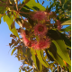Corymbia ficifolia varieties - 'Baby Orange', 'Precious', 'Calypso Queen', 'Wild Sunset' - Dwarf Flowering Gums
