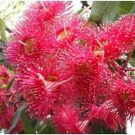 Corymbia ficifolia varieties - 'Baby Orange', 'Precious', 'Calypso Queen', 'Wild Sunset' - Dwarf Flowering Gums