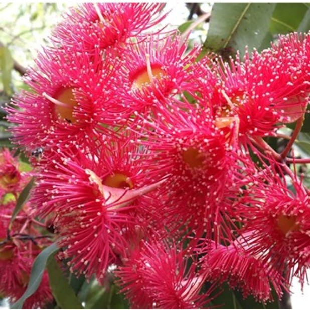 Corymbia ficifolia 'Precious', 'Baby Orange', 'Baby Scarlet', 'Wild Sunset' - Dwarf Flowering Gums Corymbia ficifolia 'Precious', 'Baby Orange', 'Baby Scarlet', 'Wild Sunset' - Dwarf Flowering Gums