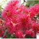 Corymbia ficifolia varieties - 'Baby Orange', 'Precious', 'Calypso Queen', 'Wild Sunset' - Dwarf Flowering Gums