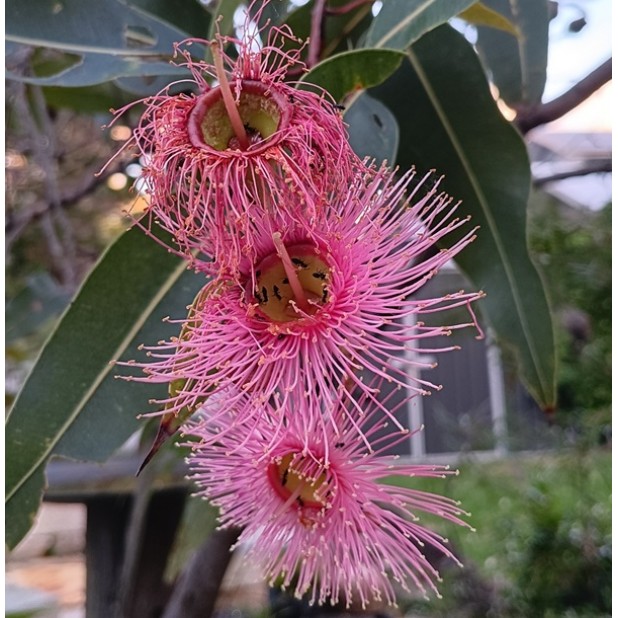 Corymbia ficifolia varieties - 'Baby Orange', 'Precious', 'Calypso Queen', 'Wild Sunset' - Dwarf Flowering Gums