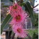 Corymbia ficifolia varieties - 'Baby Orange', 'Precious', 'Calypso Queen', 'Wild Sunset' - Dwarf Flowering Gums