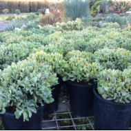Crassula Bluebird, Gollum, Hobbit, Ovata, Max Cook + More