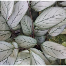 Ctenanthe setosa 'Grey Star' - Grey Star