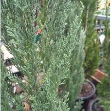 Cupressus sempervirens 'Nitschkes Needles' - Pencil Pine Conifer