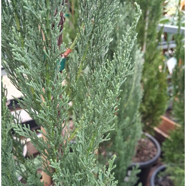 Cupressus sempervirens 'Nitschkes Needles' - Pencil Pine Conifer