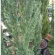 Cupressus sempervirens 'Nitschkes Needles' - Pencil Pine Conifer