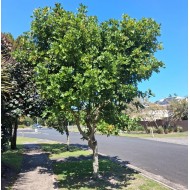 Cupaniopsis anacardioides - Tuckeroo, Carrotwood