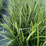 Dianella Grasses - 'Revoluta', 'Caerulea', 'Blue Stream', 'Silver Streak', 'Tasred®', 'Breeze®'