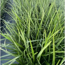 Dianella Grasses - 'Revoluta', 'Caerulea', 'Blue Stream', 'Silver Streak', 'Tasred®', 'Breeze®'