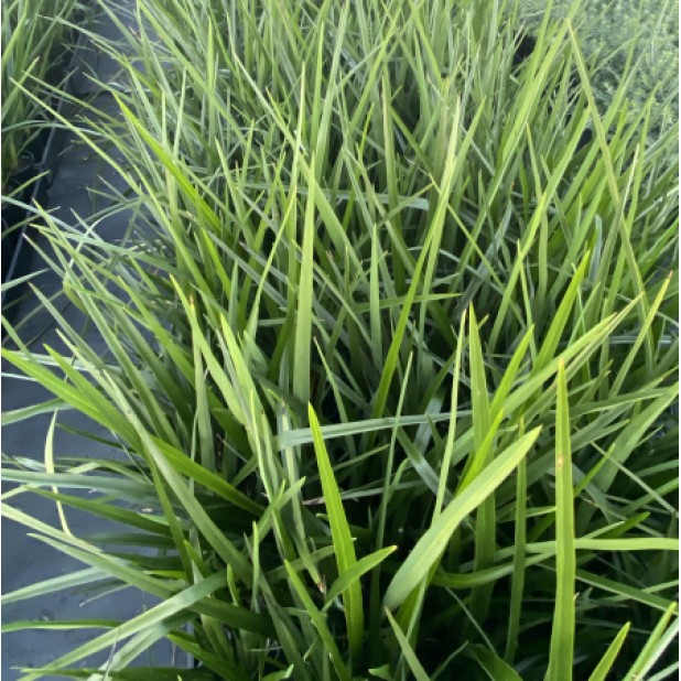 Dianella Grasses - 'Revoluta', 'Caerulea', 'Blue Stream', 'Silver Streak', 'Tasred®', 'Breeze®'
