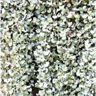 Dichondra 'Silver Falls'