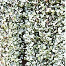 Dichondra 'Silver Falls'