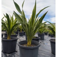 Doryanthes excelsa - Gymea Lily