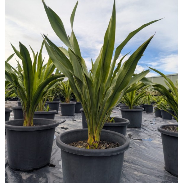 Doryanthes excelsa - Gymea Lily