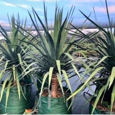 Dracaena Draco - Dragon Tree Dracaena Draco - Dragon Tree