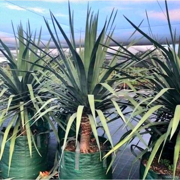 Dracaena Draco - Dragon Tree Dracaena Draco - Dragon Tree