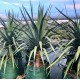 Dracaena Draco - Dragon Tree Dracaena Draco - Dragon Tree