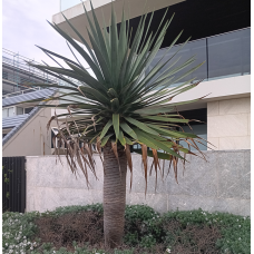 Dracaena Draco - Dragon Tree Dracaena Draco - Dragon Tree