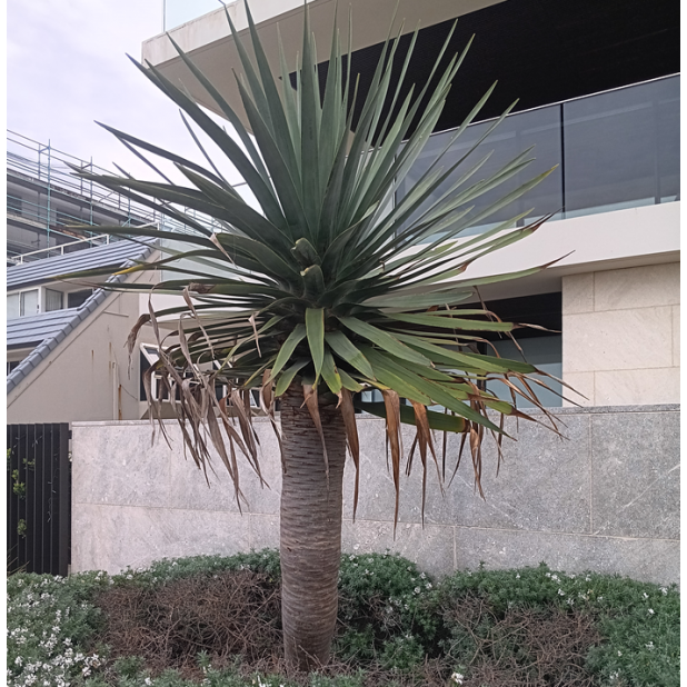 Dracaena Draco - Dragon Tree Dracaena Draco - Dragon Tree