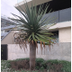 Dracaena Draco - Dragon Tree Dracaena Draco - Dragon Tree