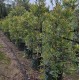 Elaeocarpus reticulatus - Blueberry Ash