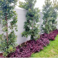 Elaeocarpus reticulatus OR Elaeocarpus reticulatus 'Prima Donna' - Blueberry Ash