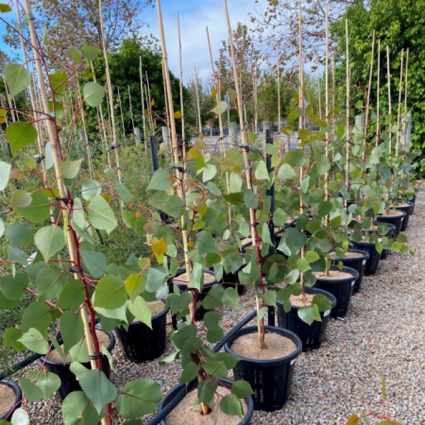 Eucalyptus Dwarf Varieties - Silver Princess, Euky Dwarf