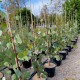 Eucalyptus Dwarf Varieties - Silver Princess, Euky Dwarf
