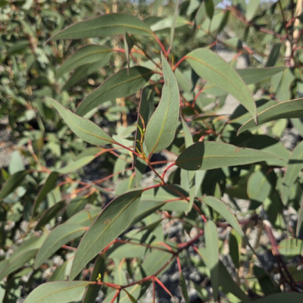 Eucalyptus Dwarf Varieties - Silver Princess, Euky Dwarf