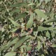 Eucalyptus Dwarf Varieties - Silver Princess, Euky Dwarf