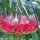 Eucalyptus Dwarf Varieties - Silver Princess, Euky Dwarf
